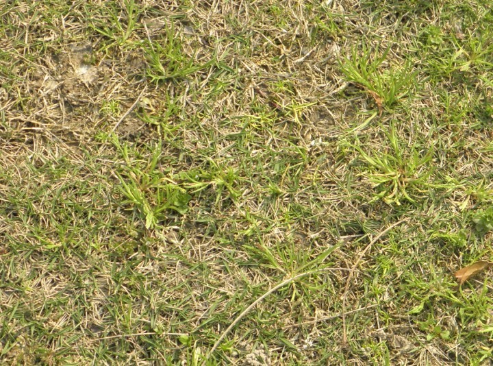 姜发芽了以后种植指南